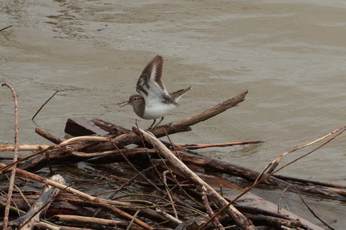 iNaturalist image