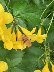 Xylocopa griswoldi