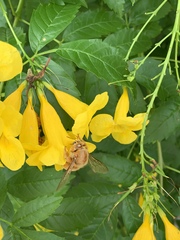 Xylocopa griswoldi