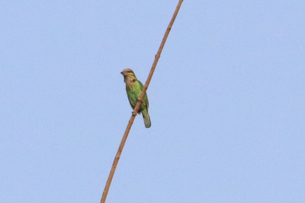 Green-eared Barbet