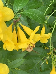 Xylocopa griswoldi