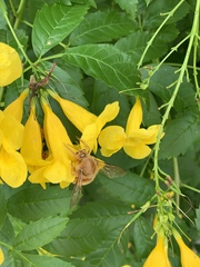 Xylocopa griswoldi