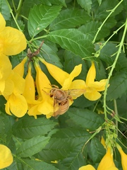 Xylocopa griswoldi