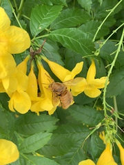Xylocopa griswoldi