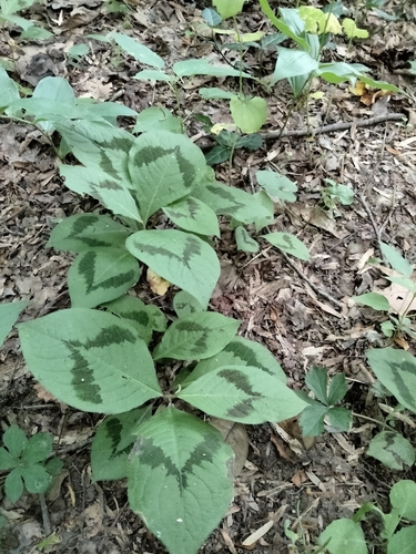 Asian jumpseed