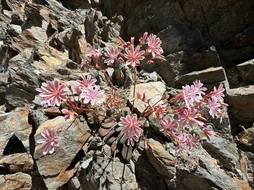 Lewisia cotyledon, photograph 3