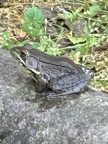 グリーンフロッグ