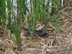 Nerodia erythrogaster