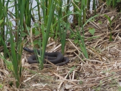Nerodia erythrogaster