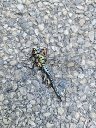 Hairy Dragonfly