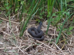 Nerodia erythrogaster