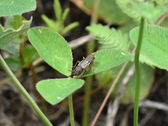 Neonemobius mormonius