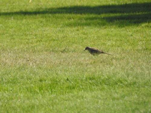 iNaturalist image