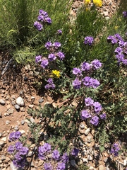 Phacelia popei