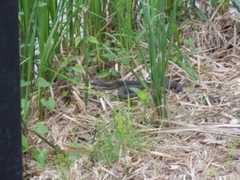 Nerodia erythrogaster