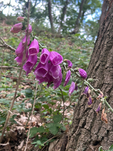 purple foxglove