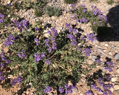 Phacelia popei