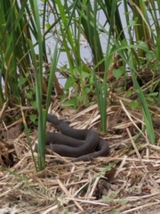 Nerodia erythrogaster