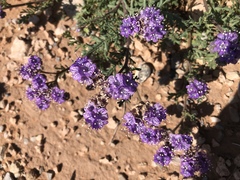 Phacelia popei