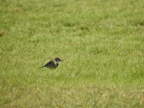 iNaturalist image