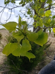 Populus deltoides