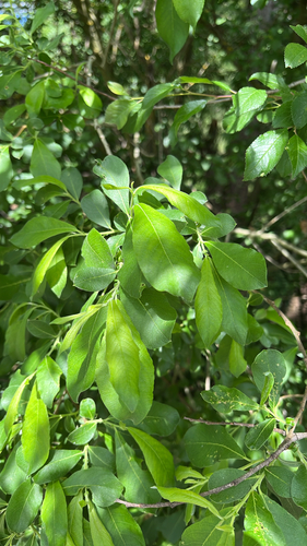 Grey Willow