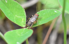 Neonemobius mormonius