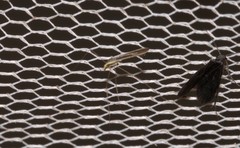 Gonomyia