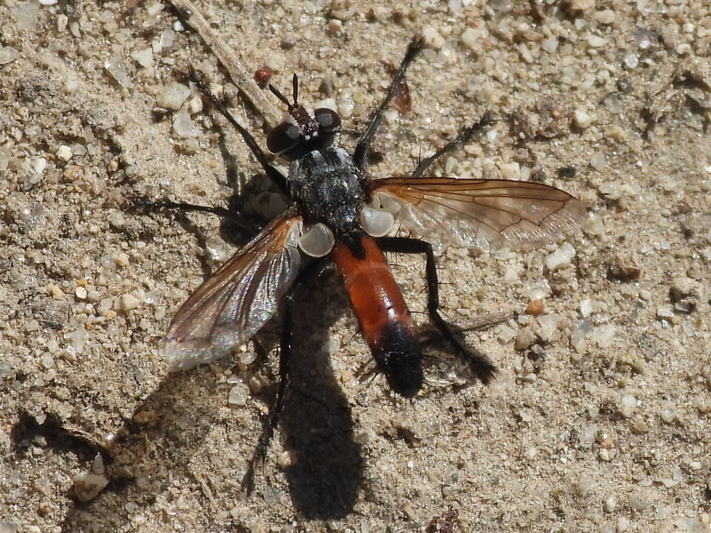 Cylindromyia intermedia