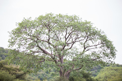 Adansonia digitata
