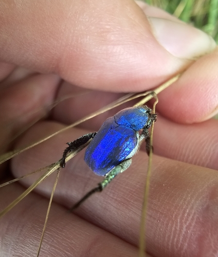 Cerulean Chafer Beetle