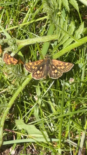 Chequered Skipper