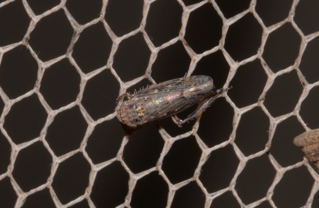 Limotettix pullatus
