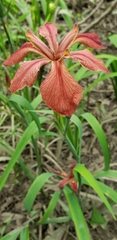 Iris fulva