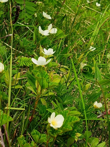 cloudberry