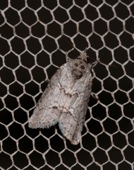Nycteola polycyma