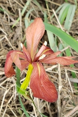 Iris fulva