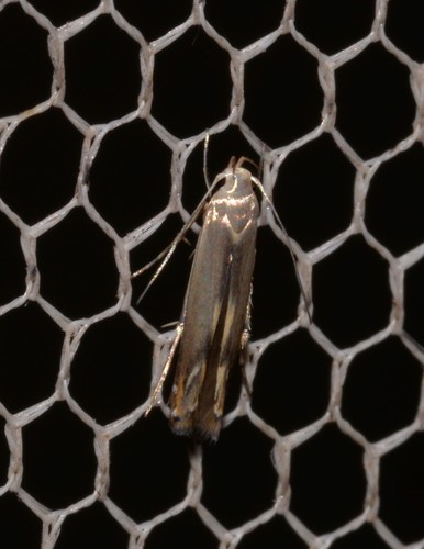 Thiotricha atractodes Meyrick, 1922