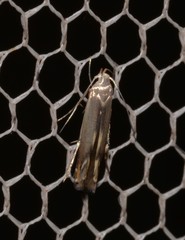 Thiotricha atractodes