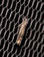 Thiotricha atractodes