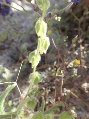 Emmenanthe penduliflora penduliflora