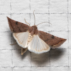 Micrathetis triplex