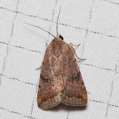 Micrathetis triplex