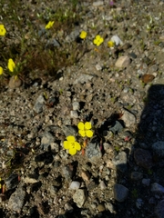 Camissoniopsis pallida