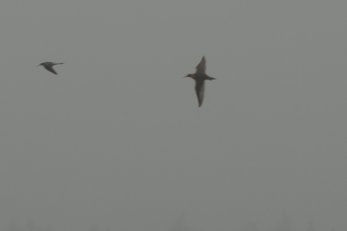iNaturalist image