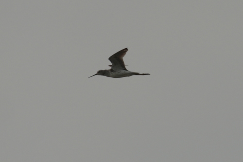 iNaturalist image