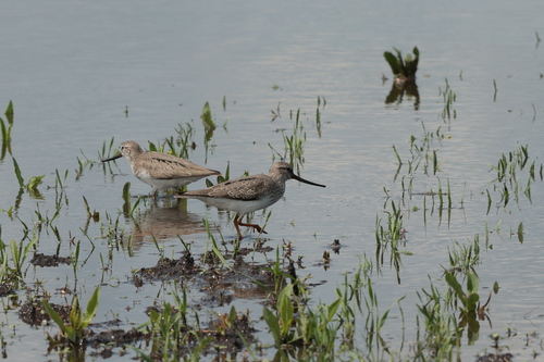 iNaturalist image