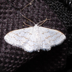 Idaea tacturata