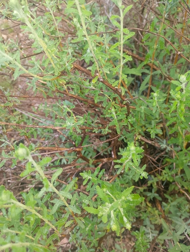 escobilla