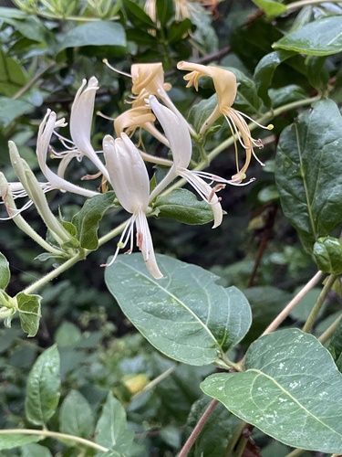 Japanese honeysuckle